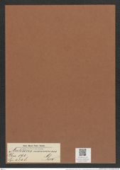 Auliscus moronensis Grev. (de-Toni-Nr.: Genus 171, Species 4348) Zeichnungen Sammlung Grunow Mappe 04307 (Herbarium_W_Grunow_drawings_Folder_04307)